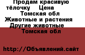 Продам красивую тёлочку. › Цена ­ 8 000 - Томская обл. Животные и растения » Другие животные   . Томская обл.